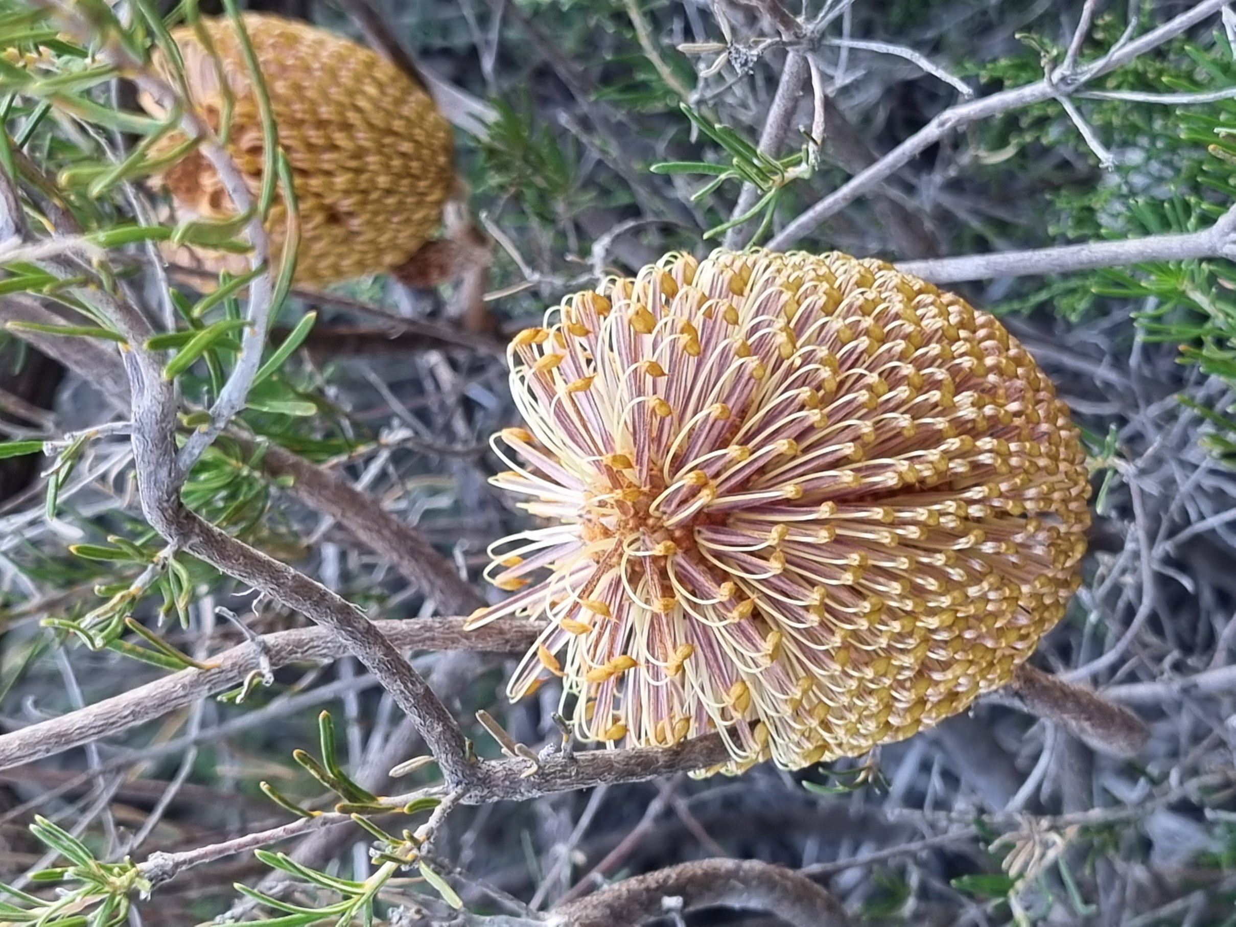 telmatiaea